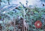 Image des Marines des États-Unis Saipan Îles Mariannes du Nord, 1944, de la seconde 15 séquences d'archives historiques vidéo 65675062591