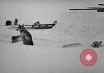 Image chiens l'Antarctique, 1947, de la seconde 9 séquences d'archives historiques vidéo 65675062646