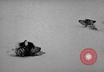 Image chiens l'Antarctique, 1947, de la seconde 13 séquences d'archives historiques vidéo 65675062646