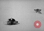 Image chiens l'Antarctique, 1947, de la seconde 14 séquences d'archives historiques vidéo 65675062646