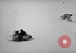 Image chiens l'Antarctique, 1947, de la seconde 15 séquences d'archives historiques vidéo 65675062646
