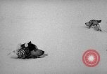Image chiens l'Antarctique, 1947, de la seconde 16 séquences d'archives historiques vidéo 65675062646