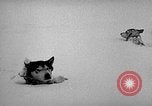 Image chiens l'Antarctique, 1947, de la seconde 17 séquences d'archives historiques vidéo 65675062646