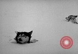 Image chiens l'Antarctique, 1947, de la seconde 18 séquences d'archives historiques vidéo 65675062646