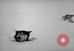 Image chiens l'Antarctique, 1947, de la seconde 19 séquences d'archives historiques vidéo 65675062646