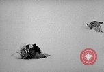 Image chiens l'Antarctique, 1947, de la seconde 20 séquences d'archives historiques vidéo 65675062646