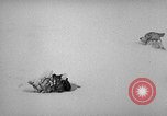 Image chiens l'Antarctique, 1947, de la seconde 22 séquences d'archives historiques vidéo 65675062646