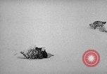 Image chiens l'Antarctique, 1947, de la seconde 23 séquences d'archives historiques vidéo 65675062646
