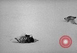 Image chiens l'Antarctique, 1947, de la seconde 24 séquences d'archives historiques vidéo 65675062646