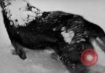 Image chiens l'Antarctique, 1947, de la seconde 27 séquences d'archives historiques vidéo 65675062646