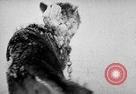 Image chiens l'Antarctique, 1947, de la seconde 28 séquences d'archives historiques vidéo 65675062646