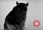Image chiens l'Antarctique, 1947, de la seconde 30 séquences d'archives historiques vidéo 65675062646