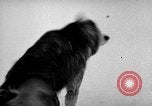 Image chiens l'Antarctique, 1947, de la seconde 31 séquences d'archives historiques vidéo 65675062646