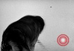 Image chiens l'Antarctique, 1947, de la seconde 32 séquences d'archives historiques vidéo 65675062646