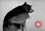 Image chiens l'Antarctique, 1947, de la seconde 33 séquences d'archives historiques vidéo 65675062646