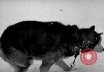 Image chiens l'Antarctique, 1947, de la seconde 34 séquences d'archives historiques vidéo 65675062646