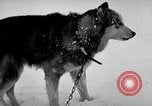 Image chiens l'Antarctique, 1947, de la seconde 35 séquences d'archives historiques vidéo 65675062646