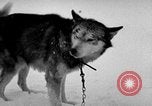Image chiens l'Antarctique, 1947, de la seconde 36 séquences d'archives historiques vidéo 65675062646