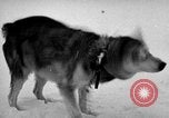 Image chiens l'Antarctique, 1947, de la seconde 37 séquences d'archives historiques vidéo 65675062646