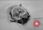 Image chiens l'Antarctique, 1947, de la seconde 38 séquences d'archives historiques vidéo 65675062646