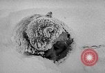 Image chiens l'Antarctique, 1947, de la seconde 39 séquences d'archives historiques vidéo 65675062646