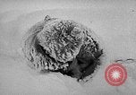 Image chiens l'Antarctique, 1947, de la seconde 41 séquences d'archives historiques vidéo 65675062646