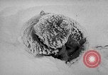 Image chiens l'Antarctique, 1947, de la seconde 42 séquences d'archives historiques vidéo 65675062646