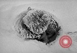 Image chiens l'Antarctique, 1947, de la seconde 43 séquences d'archives historiques vidéo 65675062646