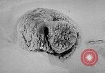 Image chiens l'Antarctique, 1947, de la seconde 45 séquences d'archives historiques vidéo 65675062646
