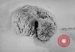 Image chiens l'Antarctique, 1947, de la seconde 47 séquences d'archives historiques vidéo 65675062646