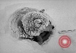 Image chiens l'Antarctique, 1947, de la seconde 49 séquences d'archives historiques vidéo 65675062646