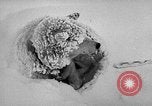 Image chiens l'Antarctique, 1947, de la seconde 50 séquences d'archives historiques vidéo 65675062646