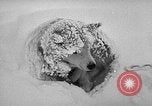 Image chiens l'Antarctique, 1947, de la seconde 51 séquences d'archives historiques vidéo 65675062646
