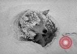Image chiens l'Antarctique, 1947, de la seconde 52 séquences d'archives historiques vidéo 65675062646