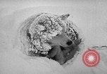 Image chiens l'Antarctique, 1947, de la seconde 53 séquences d'archives historiques vidéo 65675062646