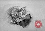 Image chiens l'Antarctique, 1947, de la seconde 54 séquences d'archives historiques vidéo 65675062646