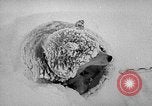 Image chiens l'Antarctique, 1947, de la seconde 55 séquences d'archives historiques vidéo 65675062646