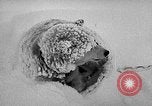Image chiens l'Antarctique, 1947, de la seconde 56 séquences d'archives historiques vidéo 65675062646