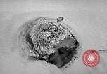Image chiens l'Antarctique, 1947, de la seconde 57 séquences d'archives historiques vidéo 65675062646
