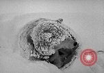 Image chiens l'Antarctique, 1947, de la seconde 58 séquences d'archives historiques vidéo 65675062646