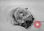 Image chiens l'Antarctique, 1947, de la seconde 59 séquences d'archives historiques vidéo 65675062646