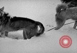 Image chiens l'Antarctique, 1947, de la seconde 60 séquences d'archives historiques vidéo 65675062646
