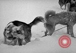 Image chiens l'Antarctique, 1947, de la seconde 61 séquences d'archives historiques vidéo 65675062646