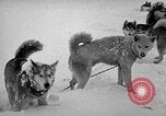 Image chiens l'Antarctique, 1947, de la seconde 62 séquences d'archives historiques vidéo 65675062646