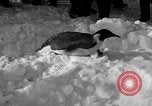 Image le personnel de la marine des États-Unis l'Antarctique, 1947, de la seconde 19 séquences d'archives historiques vidéo 65675062648