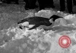 Image le personnel de la marine des États-Unis l'Antarctique, 1947, de la seconde 20 séquences d'archives historiques vidéo 65675062648