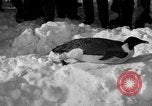 Image le personnel de la marine des États-Unis l'Antarctique, 1947, de la seconde 21 séquences d'archives historiques vidéo 65675062648
