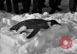 Image le personnel de la marine des États-Unis l'Antarctique, 1947, de la seconde 22 séquences d'archives historiques vidéo 65675062648