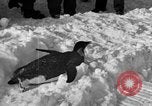 Image le personnel de la marine des États-Unis l'Antarctique, 1947, de la seconde 24 séquences d'archives historiques vidéo 65675062648