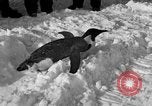 Image le personnel de la marine des États-Unis l'Antarctique, 1947, de la seconde 26 séquences d'archives historiques vidéo 65675062648